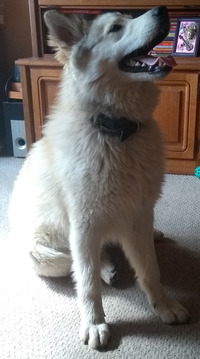 收藏者头像 ： ： Thorsten Krain [Heike3764]