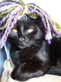 Collector profile picture : Blueberry