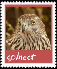 收藏者头像 ： ： SinNombre