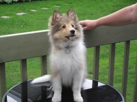 收藏者头像 ： ： rensue