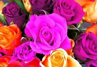 收藏者头像 ： ： Hans Artmann [hansart1604]