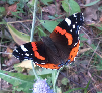 Collector profile picture : Volos Collector profile picture : Volos