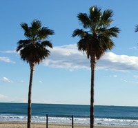 收藏者头像 ： ： Miguel Angel Sanchez [Miguel-Angel-Sanchez]