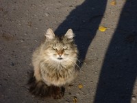 收藏者头像 ： ： Sergey Fedorchenko [theodor]