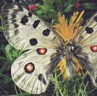 收藏者头像 ： ： Leif Sterner [LAS59]