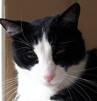 收藏者头像 ： ： FelisCatus