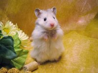 صورة بطاقة العضو : hamubaka2