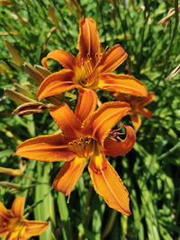 Collector profile picture : Henryk Slawkowski [WINDOM]