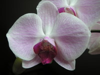 收藏者头像 ： ： Andrzej Lachanski [Podolan]