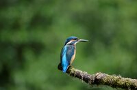 收藏者头像 ： ： Hans Kriest [hanneman]