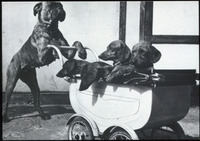 收藏者头像 ： Brian Eyles [Twobands]