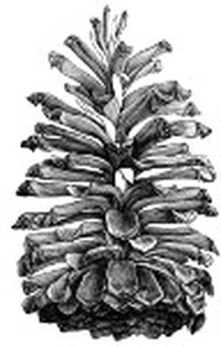 收藏者头像 ： ： Ben Kropog [benpinecone]