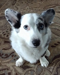 Collector profile picture : John Schwab [John-Schwab]