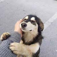 Foto perfil: : Ronald Reyes [Ronald-Reyes]