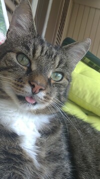 收藏者头像 ： ： Kenth Ohlsson [NIZZAN]