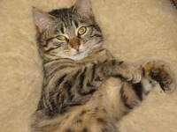 收藏者头像 ： Freddy Coppieters [freco]