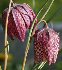 收藏者头像 ： ： Reinhard Huter [Francobolo]