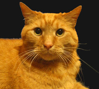 收藏者头像 ： ： Peter Raesch [Jokeey]