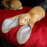 收藏者头像 ： ： snijegpcele