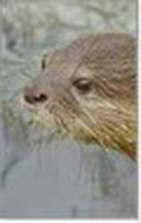 Gambar profil kolektor : : : : Jana Jandova [Jana06]