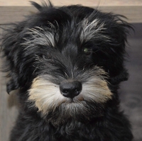 Collector profile picture : Cil Van Put [cieltje]