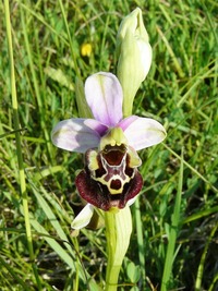 收藏者头像 ： ： Michel Bassetti [canard]