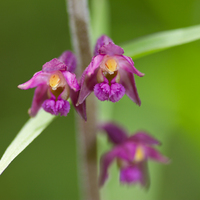 Collector profile picture : Blueorchid