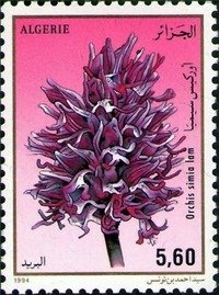 Collector profile picture : Mourad Namaoui [mnamaoui123]