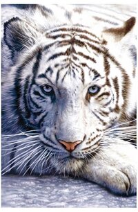 收藏者头像 ： Tea Arrigoni [Tea4]