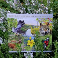 收藏者头像 ： ： mindanao