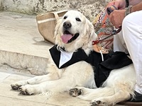 收藏者头像 ： Laurent Plisson [Ophrys18]