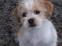 收藏者头像 ： ： Manuel Lima [Francysco]