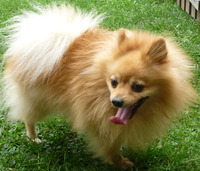 收藏者头像 ： ： Walter-Fleischmann