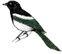 收藏者头像 ： ： Petr Straka [Petr3]