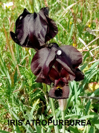 Collector profile picture : Daniel Perl [iris1956]