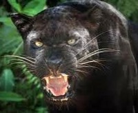 收藏者头像 ： ： Leszek Derecki [pantera]