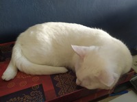 プロフィール画像 ： Marine Pageau [Moupy]