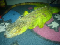 Kolleksiyaçının profil şəkili : Dirxas