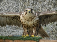 收藏者头像 ： ： Alexander Rabkin [sashka66]