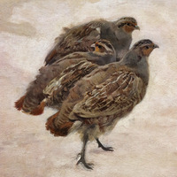 ඵකතුකරන්නාගෙ අංශචිත්රයේ රෑපය : Katarzyna Kempińska [KKemp]