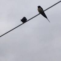 收藏者头像 ： ： Eblerta Ajeti [Eblerta-Ajeti]