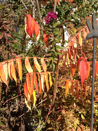 收藏者头像 ： ： Richard Lerchner [rile64]