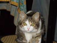 Профилна слика колекционара : Giuliano Pinori [giuliano]