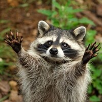 Профилна слика колекционара : Younes Youyou [Younes-Youyou]