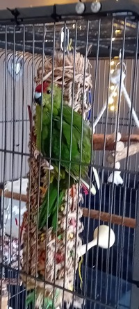 Gyűjtő fényképe: : Mark Van Hulle [Kakariki]