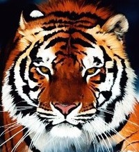 Collector profile picture : masud