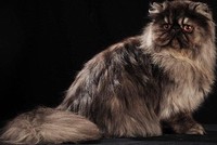 收藏者头像 ： ： Fortingbe