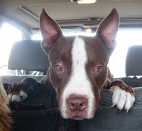 收藏者头像 ： Enrique Doctor [elcoleccionista50]