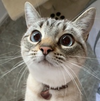 プロフィール画像 ： María Hawkey [sphynxtrash]