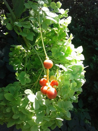 收藏者头像 ： ： Saulius Vejas [Saulius-vejas]